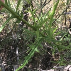 Senecio hispidulus (Hill Fireweed) at Lower Molonglo - 5 Jan 2023 by Tapirlord