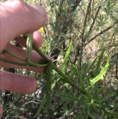 Senecio hispidulus at Stromlo, ACT - 6 Jan 2023