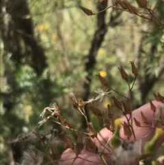 Senecio hispidulus at Stromlo, ACT - 6 Jan 2023