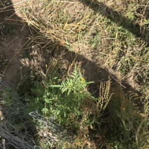 Bidens subalternans at Stromlo, ACT - 6 Jan 2023