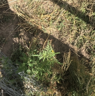 Bidens subalternans (Greater Beggars Ticks) at Lower Molonglo - 5 Jan 2023 by Tapirlord