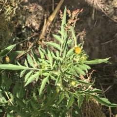 Bidens subalternans at Stromlo, ACT - 6 Jan 2023