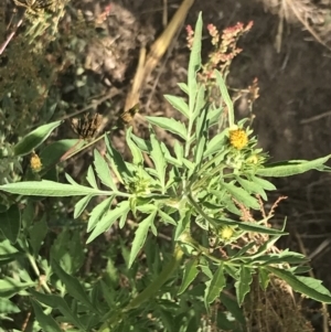 Bidens subalternans at Stromlo, ACT - 6 Jan 2023