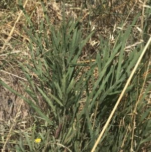 Bossiaea grayi at Stromlo, ACT - 6 Jan 2023