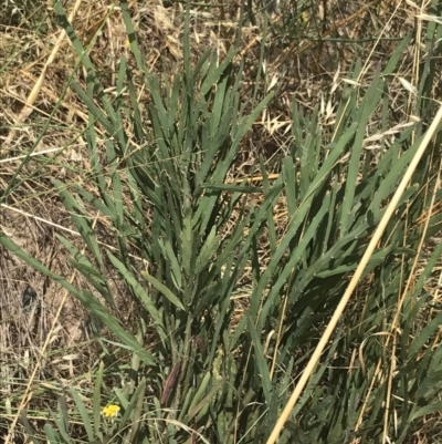 Bossiaea grayi (Murrumbidgee Bossiaea) at Molonglo River Reserve - 5 Jan 2023 by Tapirlord