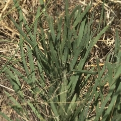 Bossiaea grayi at Stromlo, ACT - 6 Jan 2023