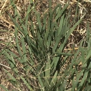 Bossiaea grayi at Stromlo, ACT - 6 Jan 2023