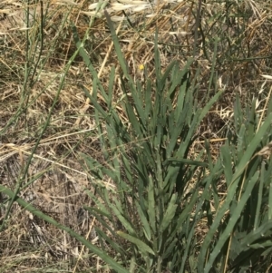 Bossiaea grayi at Stromlo, ACT - 6 Jan 2023