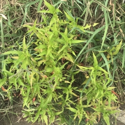 Persicaria hydropiper (Water Pepper) at Stromlo, ACT - 5 Jan 2023 by Tapirlord