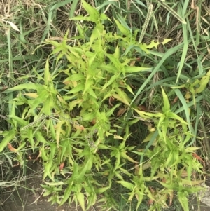 Persicaria hydropiper at Stromlo, ACT - 6 Jan 2023 09:50 AM