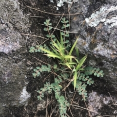 Euphorbia dallachyana (Mat Spurge, Caustic Weed) at Stromlo, ACT - 6 Jan 2023 by Tapirlord