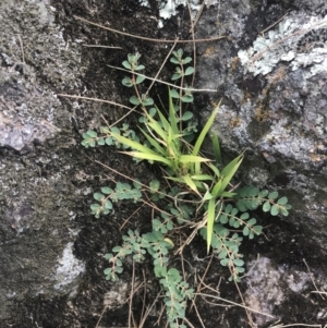 Euphorbia dallachyana at Stromlo, ACT - 6 Jan 2023