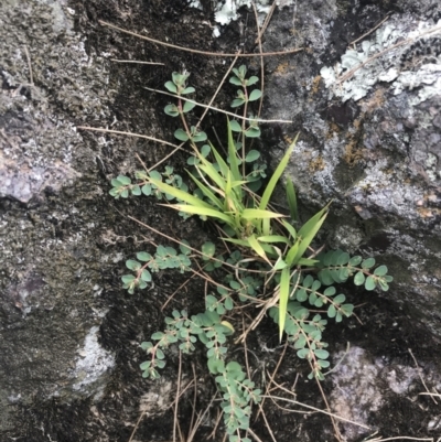 Euphorbia dallachyana (Mat Spurge, Caustic Weed) at Stromlo, ACT - 5 Jan 2023 by Tapirlord