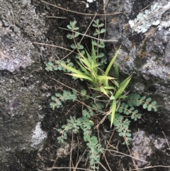 Euphorbia dallachyana at Stromlo, ACT - 6 Jan 2023