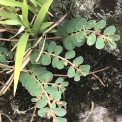 Euphorbia dallachyana at Stromlo, ACT - 6 Jan 2023