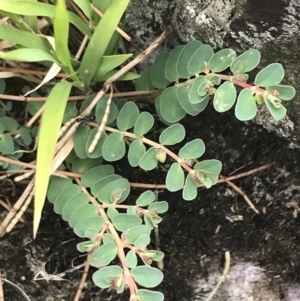 Euphorbia dallachyana at Stromlo, ACT - 6 Jan 2023