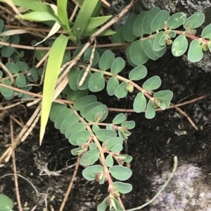 Euphorbia dallachyana at Stromlo, ACT - 6 Jan 2023