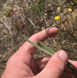 Bossiaea grayi at Stromlo, ACT - suppressed