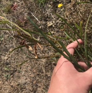 Bossiaea grayi at Stromlo, ACT - suppressed