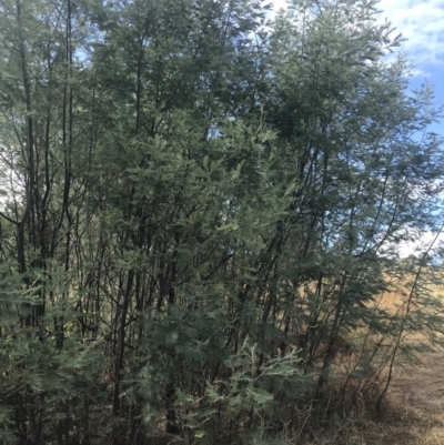 Acacia dealbata subsp. dealbata (Silver Wattle) at Stromlo, ACT - 6 Jan 2023 by Tapirlord