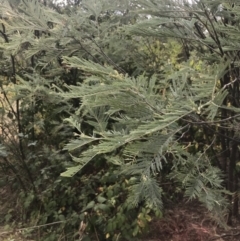 Acacia dealbata subsp. dealbata at Stromlo, ACT - 6 Jan 2023