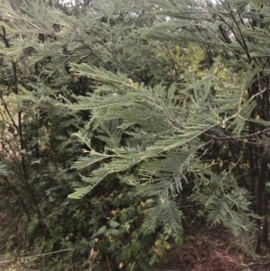 Acacia dealbata subsp. dealbata at Stromlo, ACT - 6 Jan 2023