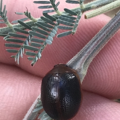 Dicranosterna immaculata (Acacia leaf beetle) at Stromlo, ACT - 6 Jan 2023 by Tapirlord