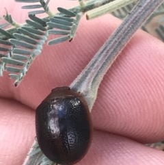 Dicranosterna immaculata at Stromlo, ACT - 6 Jan 2023 09:44 AM