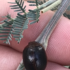 Dicranosterna immaculata at Stromlo, ACT - 6 Jan 2023 09:44 AM