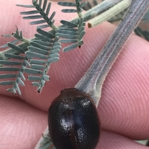 Dicranosterna immaculata at Stromlo, ACT - 6 Jan 2023