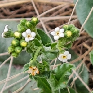 Hackelia suaveolens at Wambrook, NSW - 2 Feb 2023