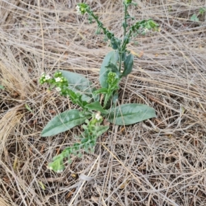 Hackelia suaveolens at Wambrook, NSW - 2 Feb 2023