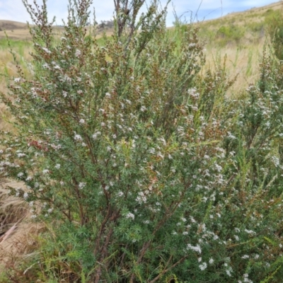 Kunzea ericoides (Burgan) at Wambrook, NSW - 2 Feb 2023 by Mike