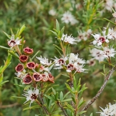 Kunzea ericoides at Wambrook, NSW - 2 Feb 2023