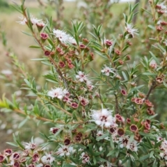 Kunzea ericoides at Wambrook, NSW - 2 Feb 2023 09:24 AM