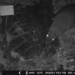 Perameles nasuta (Long-nosed Bandicoot) at Namadgi National Park - 19 Oct 2022 by heatherb1997