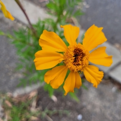 Tagetes erecta (Mexican Marigold) at Holt, ACT - 2 Feb 2023 by trevorpreston