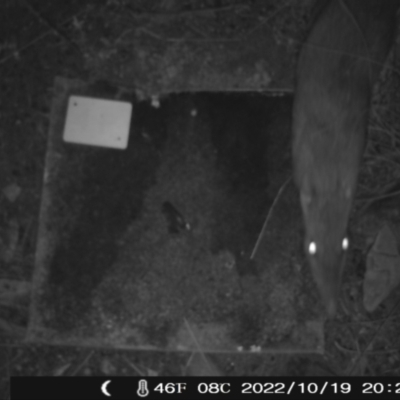 Perameles nasuta (Long-nosed Bandicoot) at Namadgi National Park - 19 Oct 2022 by heatherb1997