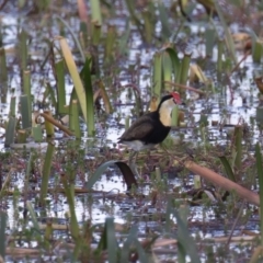 Irediparra gallinacea (Comb-crested Jacana) at Wollogorang, NSW - 2 Feb 2023 by rawshorty