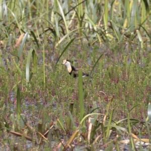 Irediparra gallinacea at Wollogorang, NSW - 2 Feb 2023