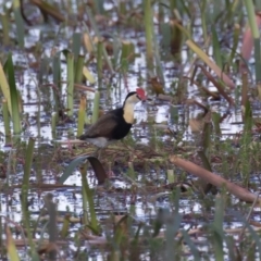 Irediparra gallinacea at Wollogorang, NSW - 2 Feb 2023 03:33 PM