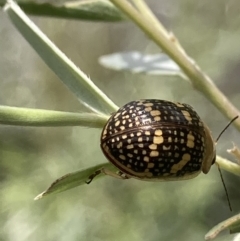 Paropsis pictipennis (Tea-tree button beetle) at Theodore, ACT - 2 Feb 2023 by Cardy