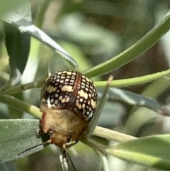 Paropsis pictipennis at Theodore, ACT - 2 Feb 2023 01:55 PM