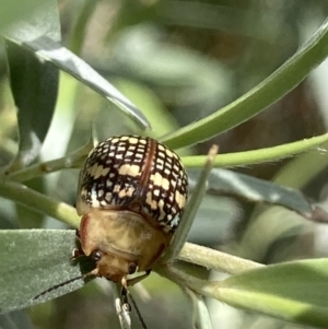 Paropsis pictipennis at Theodore, ACT - 2 Feb 2023 01:55 PM