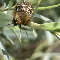 Paropsis pictipennis at Theodore, ACT - 2 Feb 2023 01:55 PM