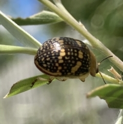 Paropsis pictipennis at Theodore, ACT - 2 Feb 2023