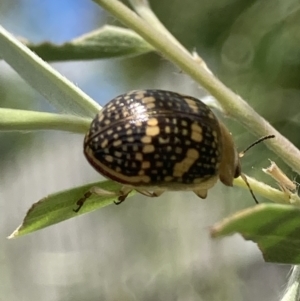 Paropsis pictipennis at Theodore, ACT - 2 Feb 2023