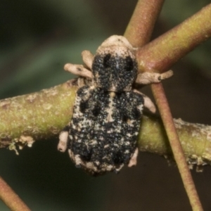 Aades cultratus at Molonglo Valley, ACT - 31 Jan 2023