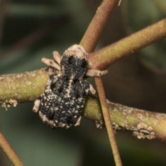 Aades cultratus at Molonglo Valley, ACT - 31 Jan 2023