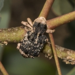 Aades cultratus at Molonglo Valley, ACT - 31 Jan 2023